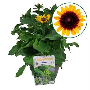 Afbeelding van VP Rudbeckia P19 hirta Gold black eye.